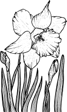 Image Middle Band